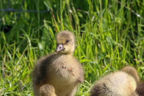 Flock of Gosling Canadian Geese at a Nature Reserve near the lush grass