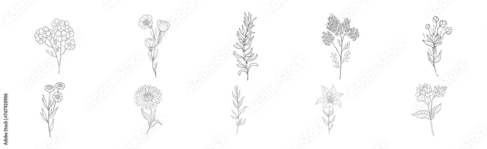 Meadow Plant and Flower on Stem Linear Vector Set