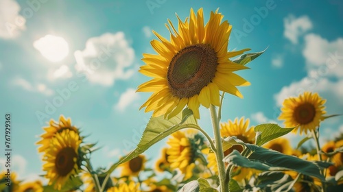 ukrainian sunflower field, blue sky 