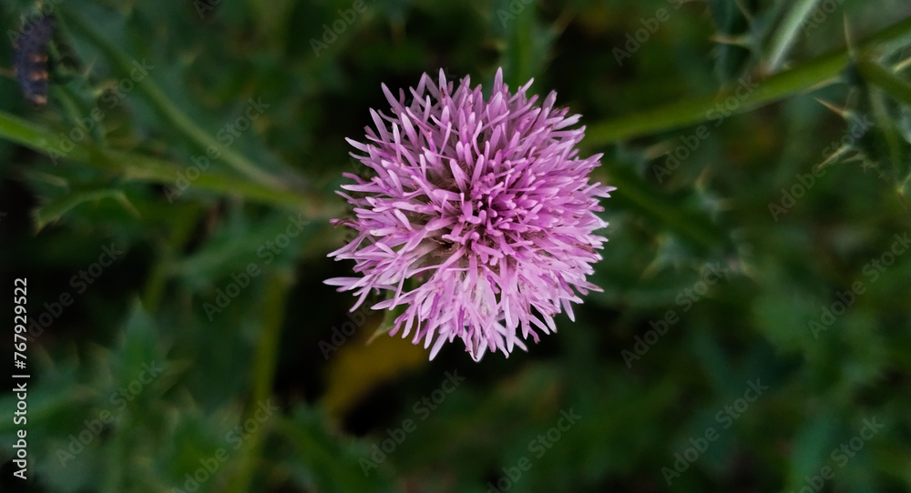 flower in bloom with dark green background flower in bloom with dark green background