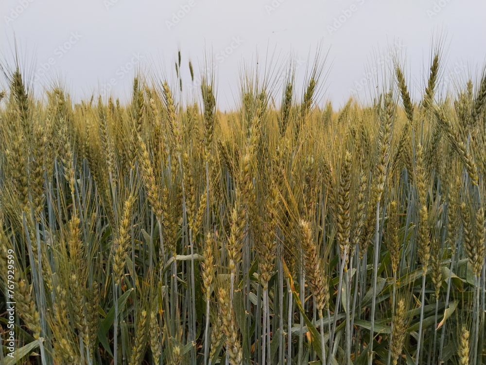 wheat field in summer, field of wheat wheat field in summer, field of wheat