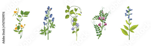 Meadow Fragrant Herb and Herbaceous Flowering Plant Vector Set