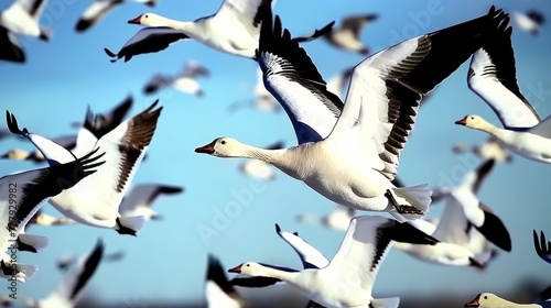 Photo of migratory birds flying in the air. photo