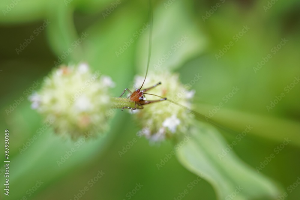 Macro shot of a Grasshopper hiding on the green stem of the plant Macro shot of a Grasshopper hiding on the green stem of the plant