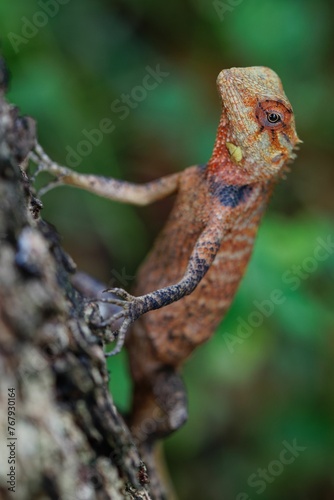 Vertical shot of a garden lizard on a tree in a garden with a blurry background