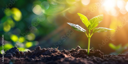 Small green sprout in the ground. Growth and development concept © Planetz