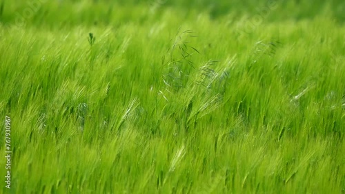 green grass in field. swirl over green corn field. Agriculture food production, plantation from up above, top view crop lines texture, farmland zooming out photo