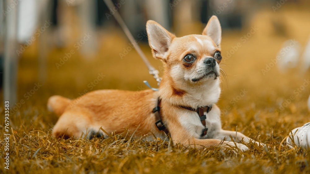 Closeup of a cute chihuahua in a garden during the golden hour Closeup of a cute chihuahua in a garden during the golden hour