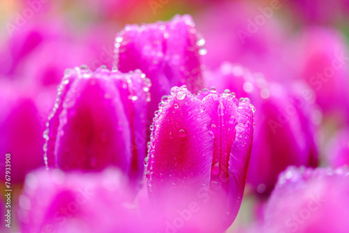 Colorful tulip with water droplets in the garden