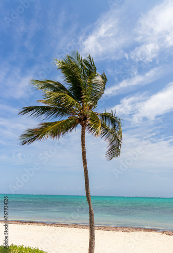 Fototapeta Naklejka Na Ścianę i Meble -  Close up shot of the coconut palm tree. Nature