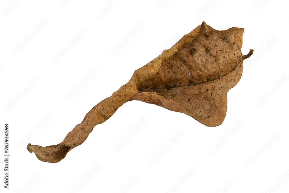 Fototapeta premium dry leaves on white background