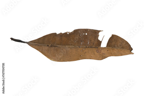 dry leaves on white background