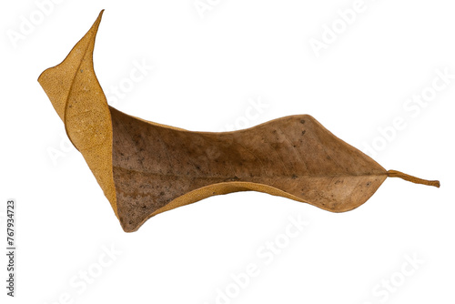 dry leaves on white background