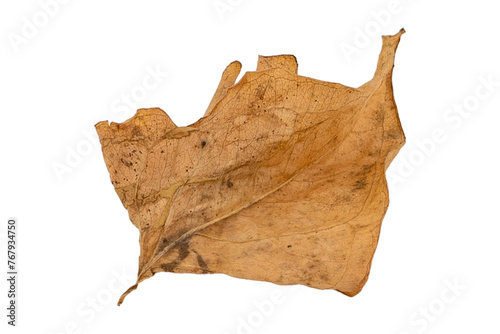 dry leaves on white background