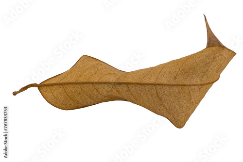 dry leaves on white background