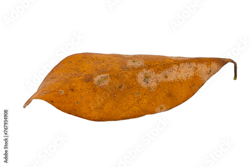 dry leaves on white background