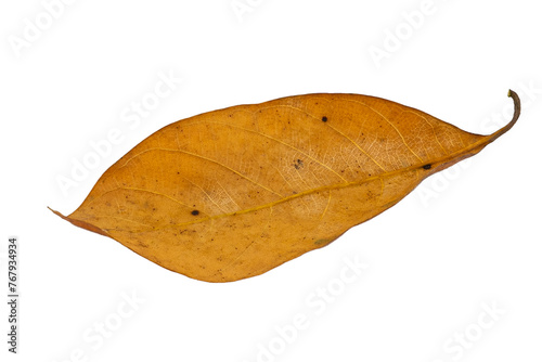 dry leaves on white background