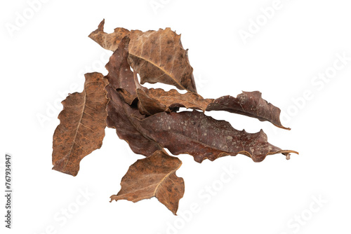 dry leaves on white background