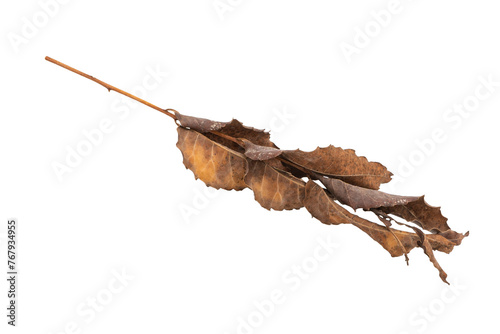dry leaves on white background