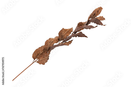dry leaves on white background