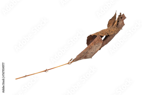 dry leaves on white background