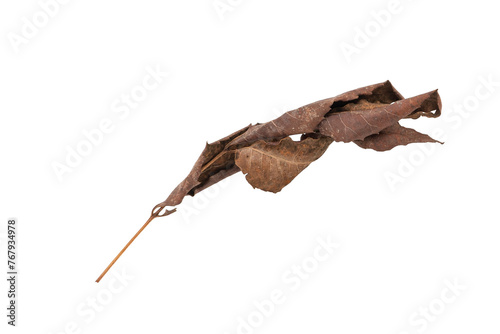 dry leaves on white background
