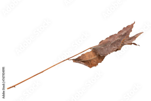 dry leaves on white background