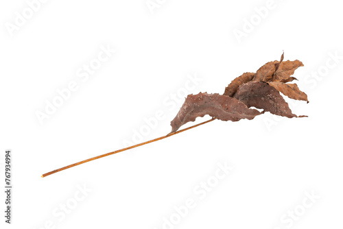 dry leaves on white background