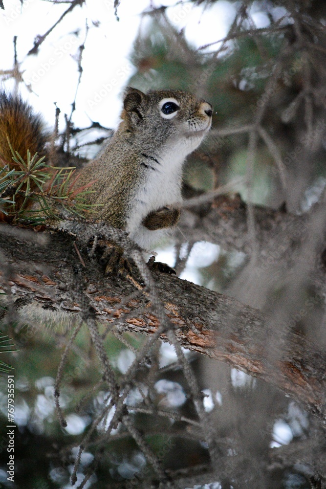 Small and adorable squirrel is perched on a pine tree, its tiny paws gripping the branches Small and adorable squirrel is perched on a pine tree, its tiny paws gripping the branches