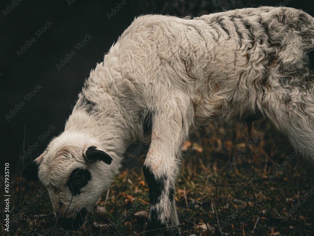 White sheep with black spots grazing in a forest