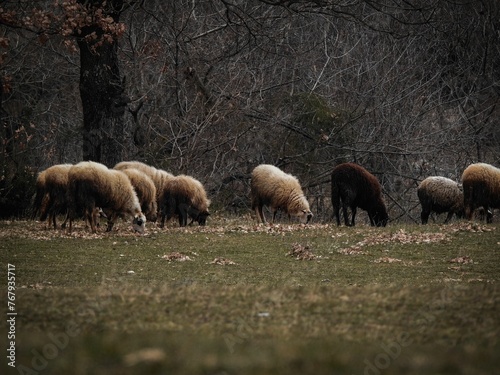 Fototapeta Naklejka Na Ścianę i Meble -  Flock of sheep grazing on a field under trees