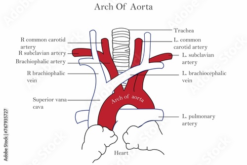 Detailed diagram of the human heart and arch of aorta