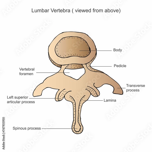 Εκτύπωση καμβά Illustration of the second lumbar vertebra in the human spine