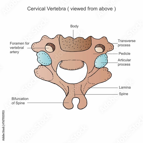 Billede på lærred Stock photo depicts a detailed medical image of the sixth cervical vertebra of t