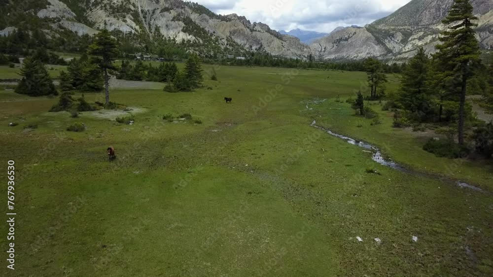 Aerial of beautiful horses grazing in the field with green trees and mountains in the background Aerial of beautiful horses grazing in the field with green trees and mountains in the background
