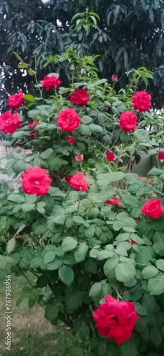 red rose bush in the morning 