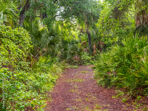 Walking trail though lush green tropical landscape in Oscar Scherer State Park  in Osprey Floirida USA photo