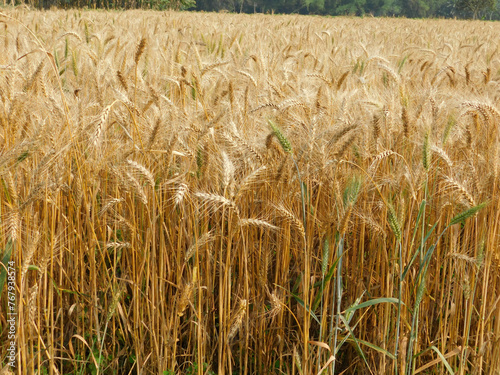 The field of ripe wheat on a clear summer day in the late afternoon.