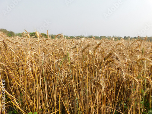 The field of ripe wheat on a clear summer day in the late afternoon.