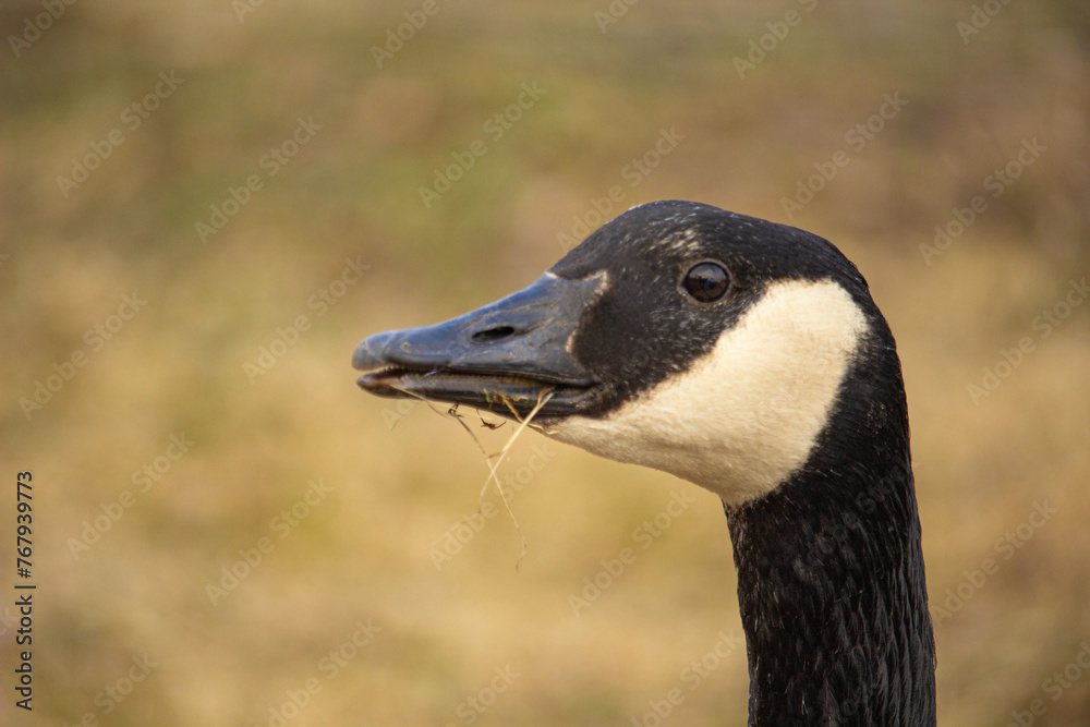 closeup of the head of Brant or canadian goose closeup of the head of Brant or canadian goose