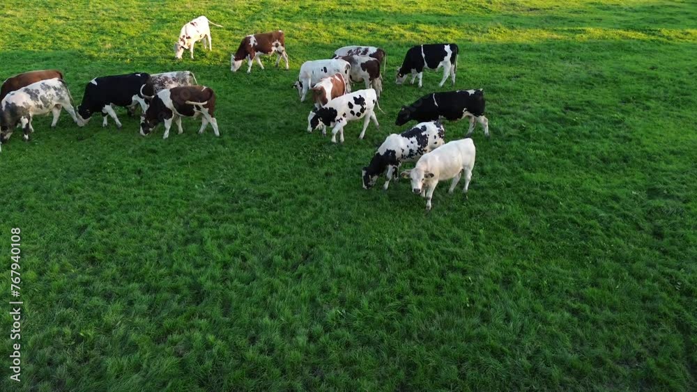 Aerial view of cows eating the greens in a rural pasture Aerial view of cows eating the greens in a rural pasture