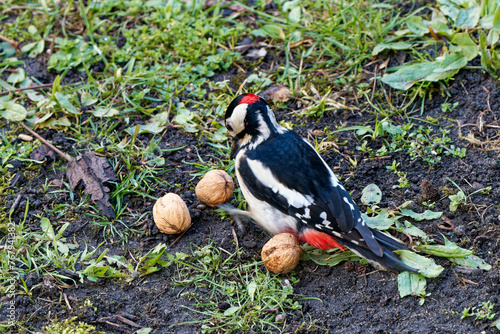 Great spotted woodpecker robs a squirrel of nuts. © J.M.C. Foto