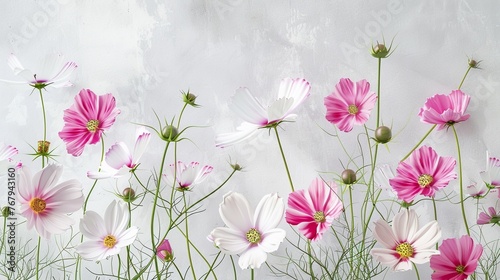 Watercolor cosmos clipart with delicate pink and white flowers ,close-up