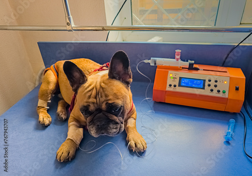 A French bulldog is being treated at a veterinary clinic. IV with catheter in the paw.