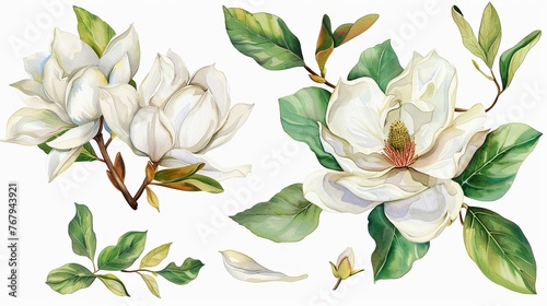 Watercolor magnolia clipart with large white petals and green leaves ,high resolution