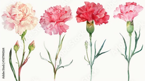 Watercolor carnation clipart in various colors, including pink, red, and white ,soft shadowns