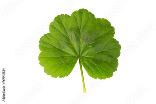 Green geranium leaf isolated on white background