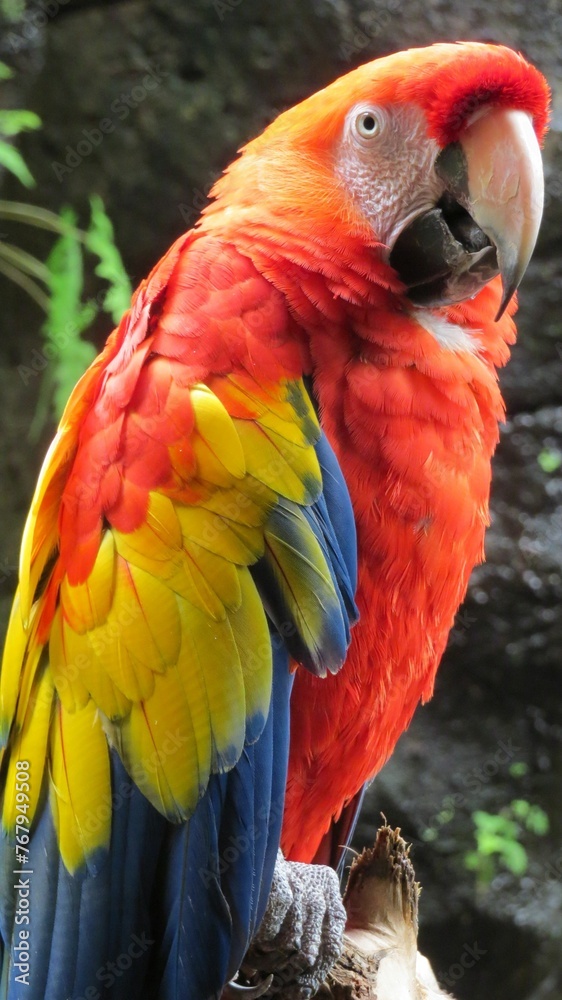 Vibrant-colored scarlet macaw perched on a tree branch.