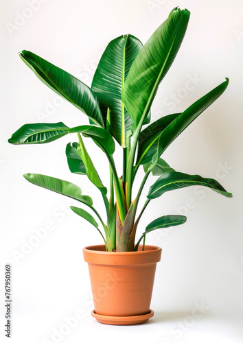 Wallpaper Mural Tropical plant in brown plastic pot isolated on a light background Torontodigital.ca