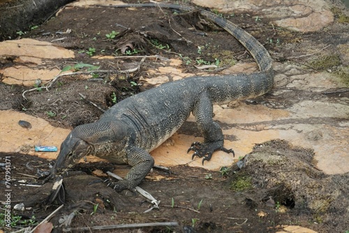 Fototapet A malayan water monitor devouring a bird